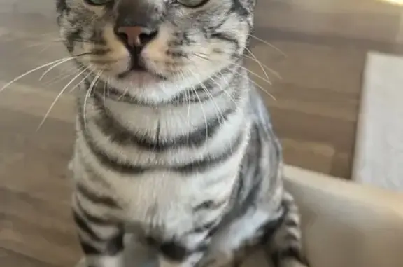 Chat perdu, La Ravoire, photo: Chat Sylver perdu, La Ravoire