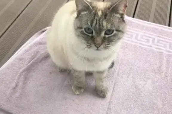 Chat perdu à Thaon retrouvé - photo