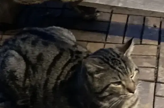 Chat non castré à Limay - photo