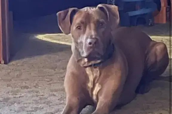 Lost Dog Alert: Friendly Pit-Lab Mix - Staunton