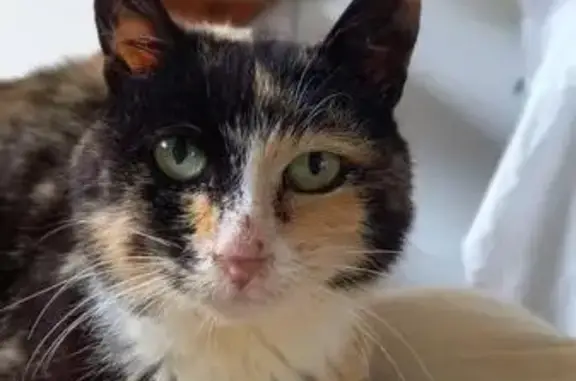 Chat perdu, , photo: Chatte Capuce perdue à Sorges