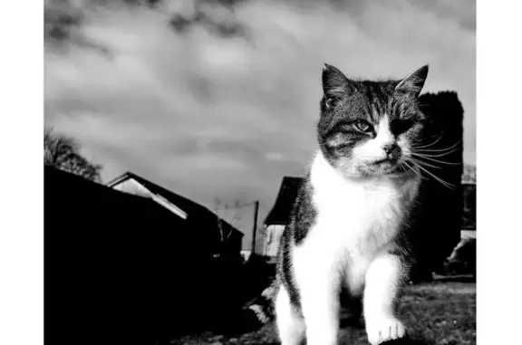 Animaux perdus Melgven, photo: Chatte Luciole disparue à Melgven