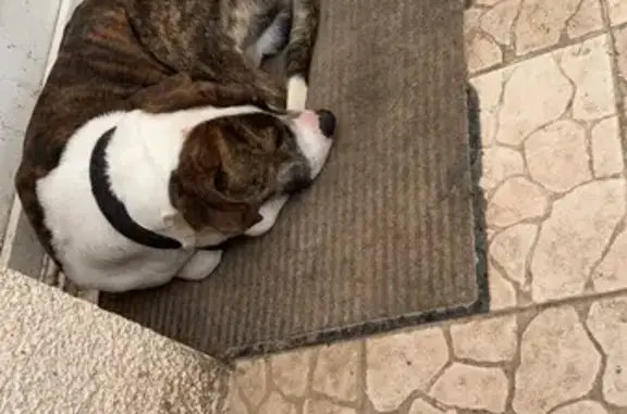Chien sociable trouvé à Villeneuve - photo