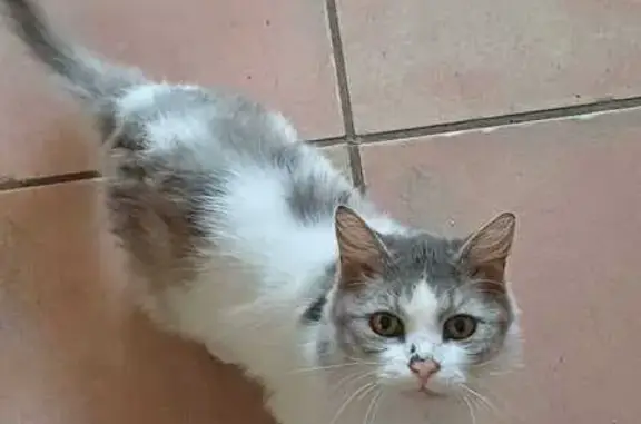 Lost Senior Cat: Grey & White, Brown Nose Spot