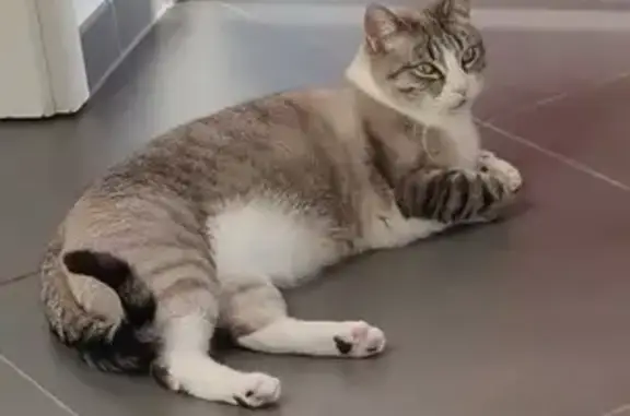 Animaux perdus Nomeny, photo: Hagrid, chat perdu à Nomeny