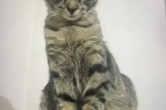 Animaux perdus , photo: Chaton gris-noir perdu à Villaines