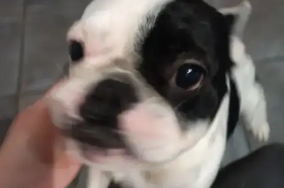 Chien bouledogue retrouvé à Vanzac - photo