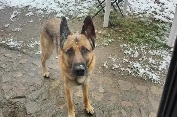 Animaux perdus , photo: Chien perdu à Marcenat