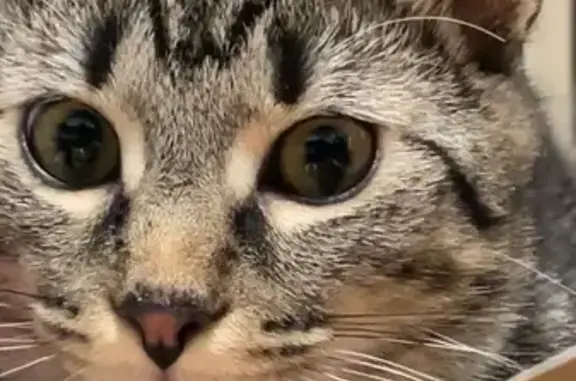 Lost Male Striped Kitten in Lebanon - Help!