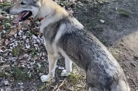 Chien perdu Poussan, photo : Chien loup perdu à Poussan D119E7