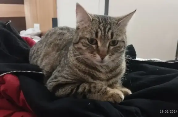 Chat bringé doux trouvé 29/02 - photo