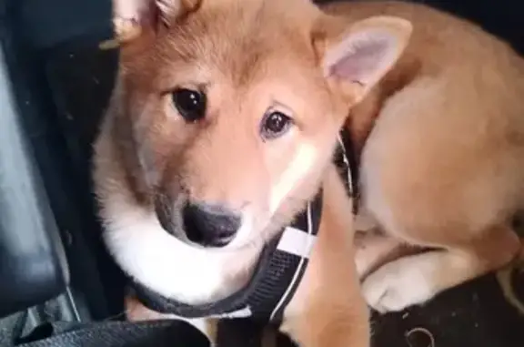 Animaux perdus Ondres, photo: Alerte: Chiot Shiba Inu Perdu