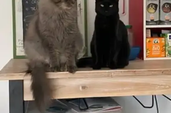 Chat perdu, , photo: Chat noir disparu à Beaugas