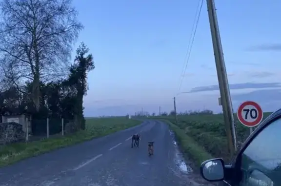 Chien et chiot trouvés à Thénouville - photo