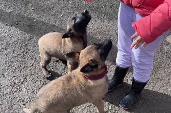 Animaux perdus , photo: Perdus: 2 Malinois, Tours 12/02