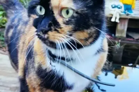 Animaux perdus , photo: Chatte Poile perdue à Acigné