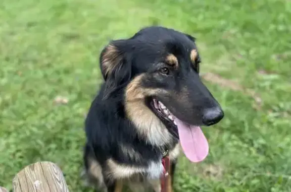 Animaux perdus , photo: Teddy, chien perdu à Nantiat