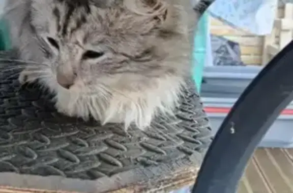 Chat gris/blanc trouvé, non castré - photo