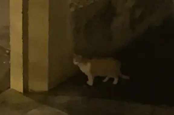 Chat bicolore perdu à Metz - photo