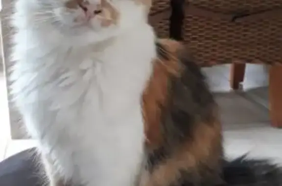 Chat perdu, Jussac, photo: Chat affectueux perdu à Jussac