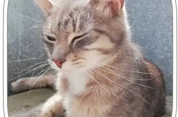 Animaux perdus Nantes, photo: Alphonse, chat tigré perdu