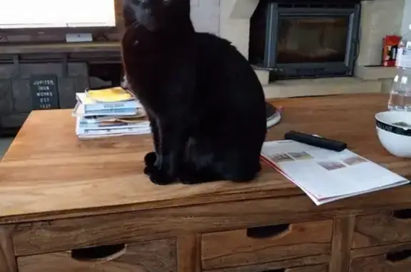 Chat noir perdu à Cambo-les-Bains