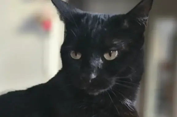 Chat perdu, Palaiseau, photo: Chatte noire perdue à Palaiseau