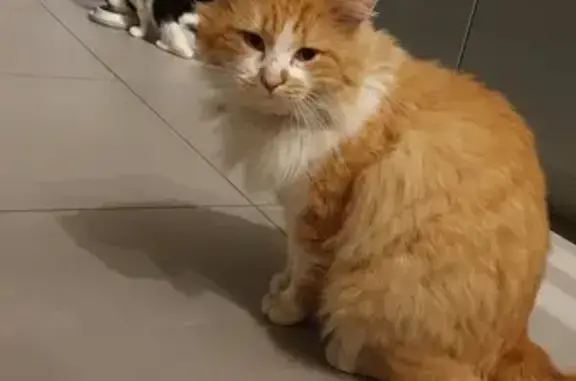 Chat trouvé, œil infecté, chez véto - photo