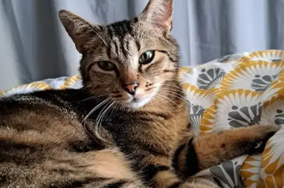 Chat perdu, Condé-sur-Sarthe, photo: Chat marron Hopi perdu à Condé