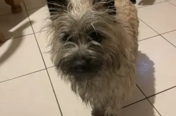 Chienne Carn Terrier perdue - photo