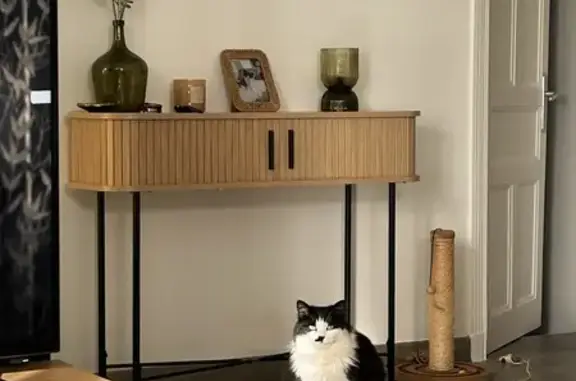 Chat perdu, , photo: Chat noir et blanc perdu