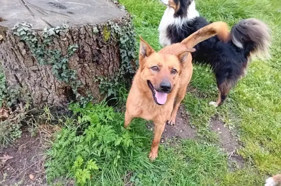 Chienne croisée sauvée à Saint-Loubès - photo
