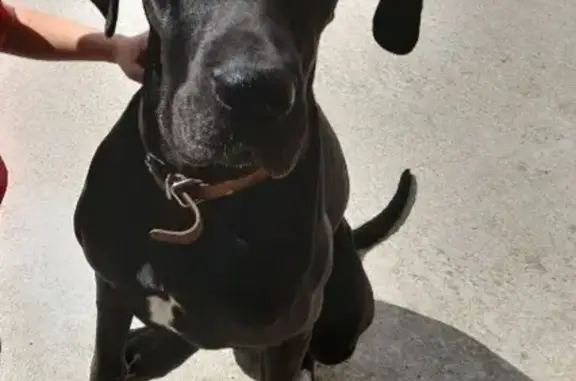 Chien perdu , photo : Saïka, Dogue Allemand Perdu