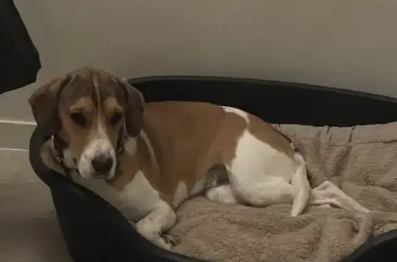 Animaux perdus , photo: Bella, Beagle perdue - Châteaudouble