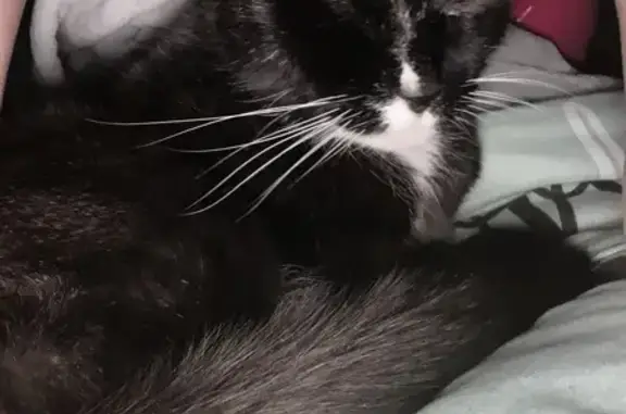 Missing cat , photo: Lost Senior Cat Toodles in VA - Help!
