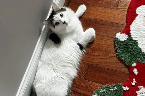 Lost and found pets , photo: Lost Male Cat Near EHC High - Help Find Him!