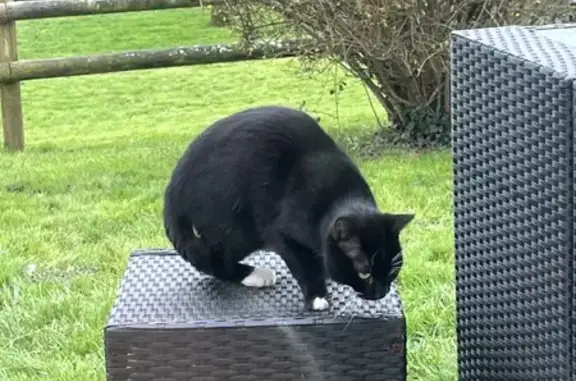 Chat noir et blanc perdu trouvé - photo
