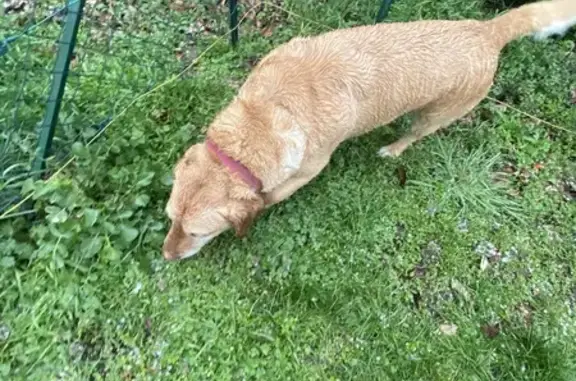 Chiot marron perdu à Saint-Pourçain - photo