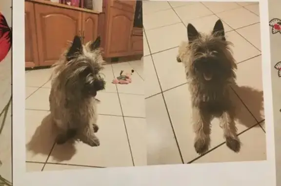 Animaux trouvés , photo: Chiot Westie perdu près de Roye
