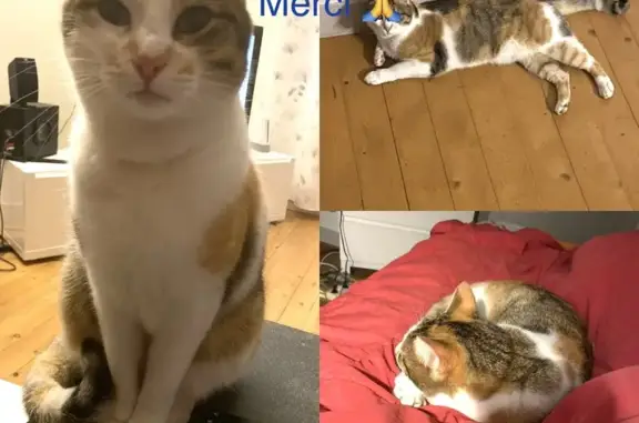 Animaux perdus Matha, photo: Chat tricolore perdu à Matha