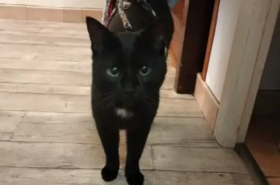 Chat mâle perdu, tache blanche - photo