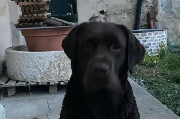 Chien perdu , photo : Labrador marron perdu à Sandrans