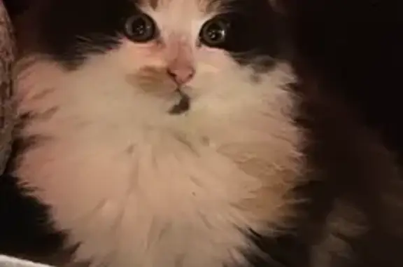 Animaux perdus , photo: Chatte perdue près de Le Rozel