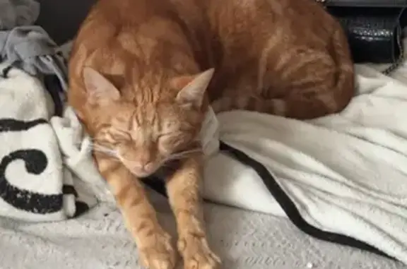 Animaux perdus , photo: Chat Rajah roux perdu à Romilly