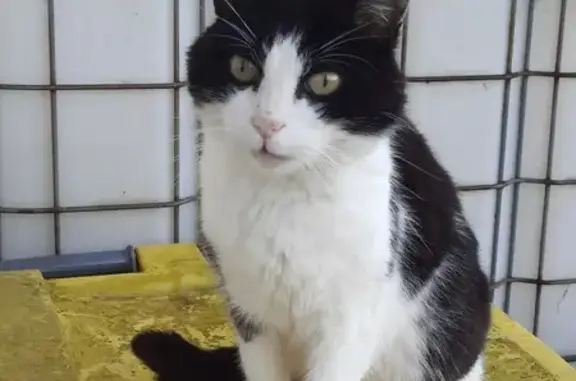 Chat affamé et câlin trouvé - photo