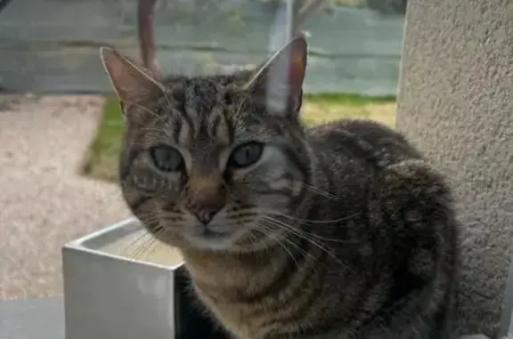 Chat amical perdu à Pommiers - photo