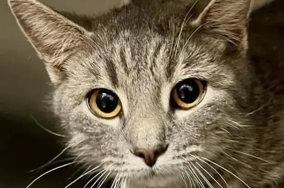 Lost Grey Kitten in Vonore, TN - Help Find Him!