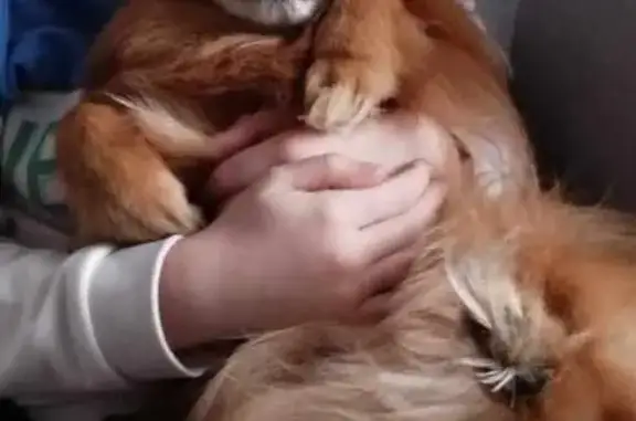Chien perdu Serémange-Erzange, photo : Youki, Chihuahua-Spitz perdu