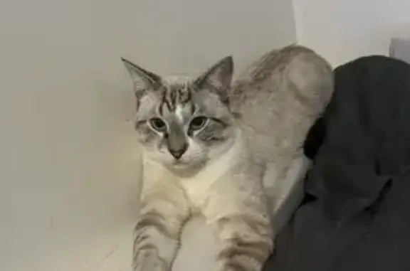 Animaux perdus Millau, photo: Chat Rio perdu à Millau, 1 an