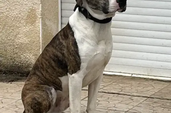 Chien perdu à Lédat retrouvé - photo
